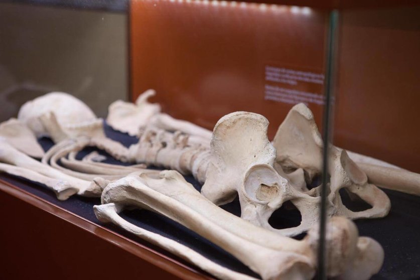 Huesos Museo de Arqueología